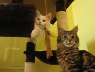 Cat Cafe Budapest Damjanich Cat Cafe Budapest Damjanich