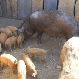 Letűnt Idők Vendégház Kemenesmihályfa - Egyéb