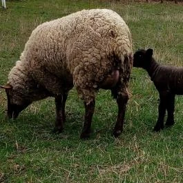 Letűnt Idők Vendégház Kemenesmihályfa - Egyéb