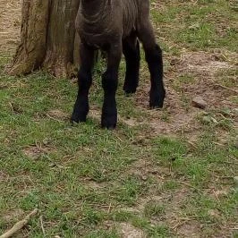 Letűnt Idők Vendégház Kemenesmihályfa - Egyéb