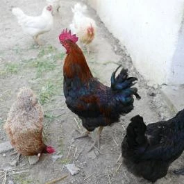 Letűnt Idők Vendégház Kemenesmihályfa - Egyéb