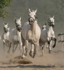 Geréby Kúria Hotel és Lovasudvar étterme