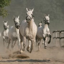 Geréby Kúria Hotel és Lovasudvar étterme Lajosmizse - Egyéb