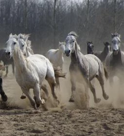 Új Tanyacsárda Étterem