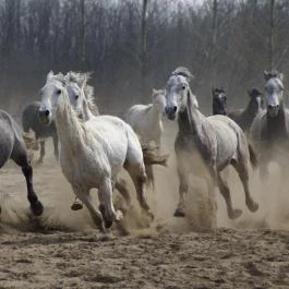 Új Tanyacsárda Étterem Lajosmizse - Egyéb