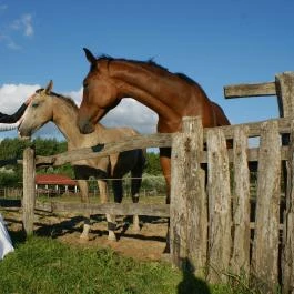 Új Tanyacsárda Étterem Lajosmizse - Egyéb
