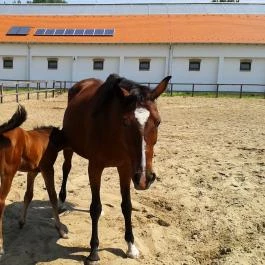Geréby Kúria Hotel és Lovasudvar Lajosmizse - 