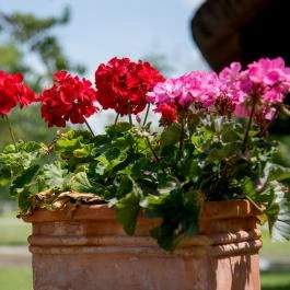 Nyerges Hotel Termál Monor - Medence/kert