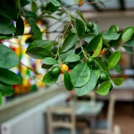 Nyerges Hotel Termál Monor - Vendéglátás