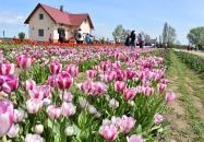 Abádszalók - Tulipánszüret TulipGarden Tisza-tó