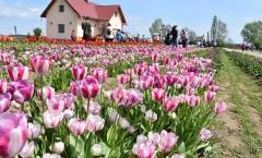 Tulipánszüret TulipGarden Tisza-tó