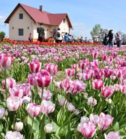 32. legjobb látnivaló: Tulipánszüret TulipGarden Tisza-tó