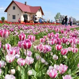 Tulipánszüret TulipGarden Tisza-tó Abádszalók - Egyéb