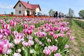 Tulipánszüret TulipGarden Tisza-tó Abádszalók