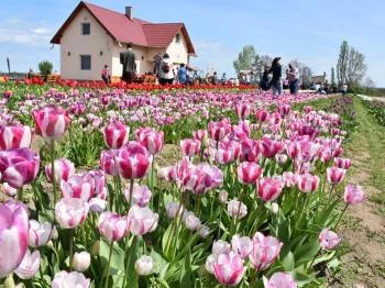 Tulipánszüret TulipGarden Tisza-tó Abádszalók