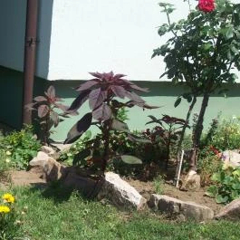 Barátka Vendégház Abádszalók - Medence/kert