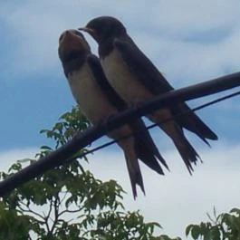 Barátka Vendégház Abádszalók - Egyéb