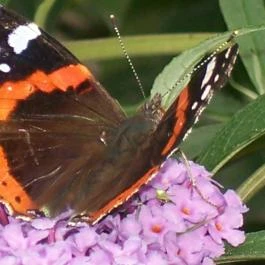 Barátka Vendégház Abádszalók - Egyéb