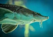 Agárd - H2O Akváriumház