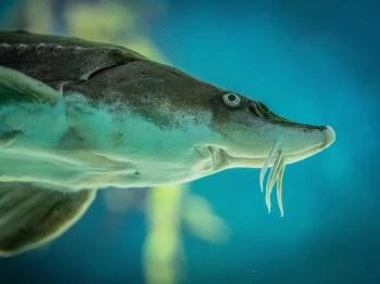 H2O Akváriumház Agárd