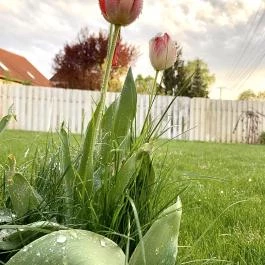 Kis Szárcsa Vendégház Agárd - Egyéb