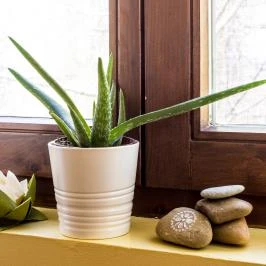 Simon Panzió Agárd - Egyéb