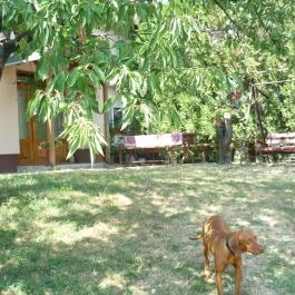 Irénke Vendégház Alsópáhok - Medence/kert