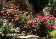 Alsópetény - Rózsavilág