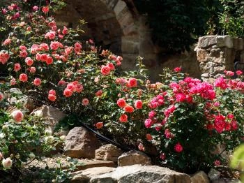 Rózsavilág Alsópetény