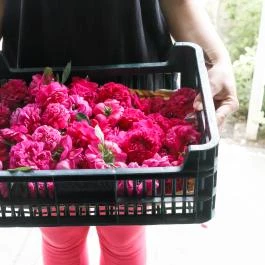 Rózsavilág Alsópetény - Belső