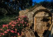 Rózsavilág Alsópetény