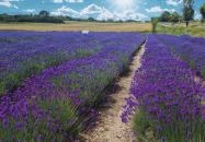 Aszófő - Levendula-Labirintus, levendulamező, szedd magad