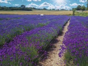Levendula-Labirintus, levendulamező, szedd magad Aszófő