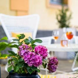 Neptun Badacsony Badacsony - Egyéb