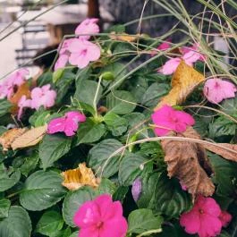 Neptun Badacsony Badacsony - Egyéb