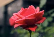 Neptun Badacsony Badacsony