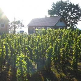 Nohab Apartman Badacsonytördemic - Medence/kert