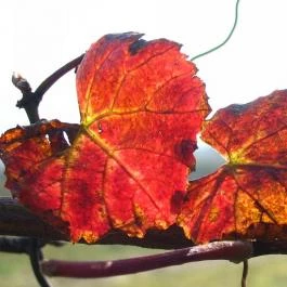 Nohab Apartman Badacsonytördemic - Egyéb