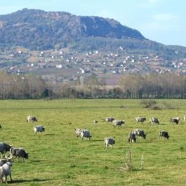 Nohab Apartman Badacsonytördemic - Környék