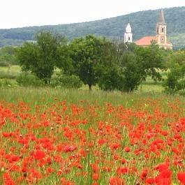 Nohab Apartman Badacsonytördemic - Környék
