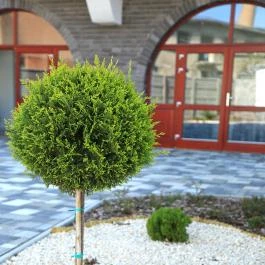 Sugó Panzió Baja - Egyéb