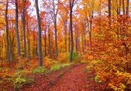 Magas-Bakony Tájvédelmi Körzet Bakonybél