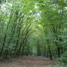 Tibor Vendégház Bakonycsernye - Egyéb