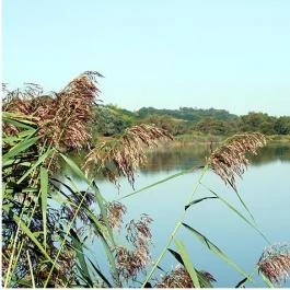 Tibor Vendégház Bakonycsernye - Egyéb