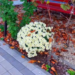 Blanka Villa Wellness Home Bakonyszentlászló - Medence/kert