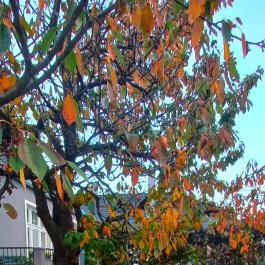 Blanka Villa Wellness Home Bakonyszentlászló - Medence/kert