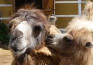 Afrika Múzeum és Állatkert Balatonederics Afrika Múzeum és Állatkert Balatonederics