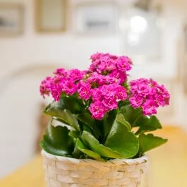 Ádám Apartman Balatonföldvár - Egyéb