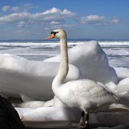 Hotel Három Hattyú Balatonföldvár - Egyéb