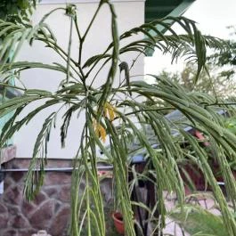 Páros faház Balatonföldvár - Egyéb